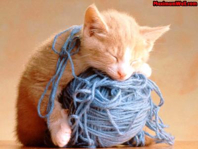 une chat